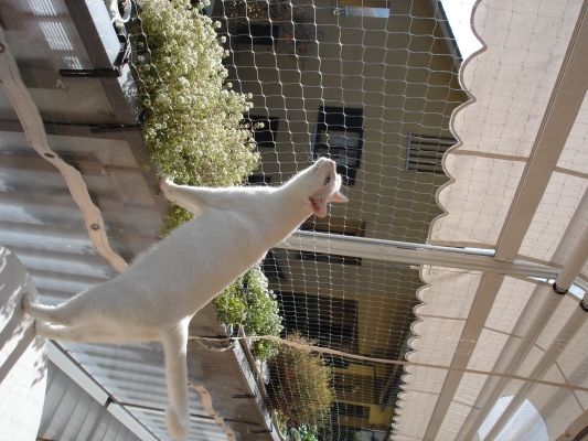 Rete Gatti Balcone / rete per gatti balcone 2018 - 0ee1488e00cDce47514fef9553550c7b Big 1